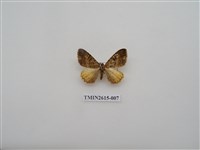 藏品(尺蛾134)的圖片